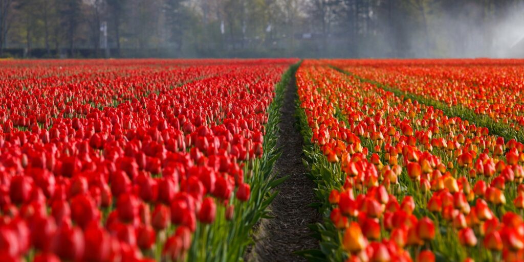 mietwagen.de-holland-tulpen